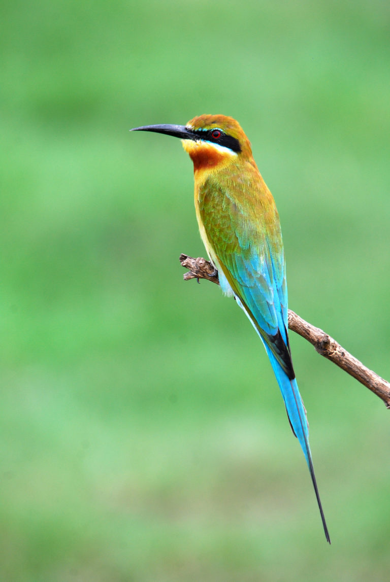 traditional-route-Blue-tailed Bee-eater 020110Byram