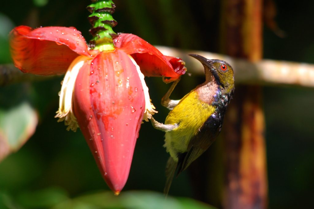 Penang-Brown-throated Sunbird