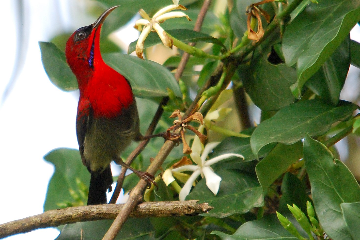 Penang-Crimson Sunbird