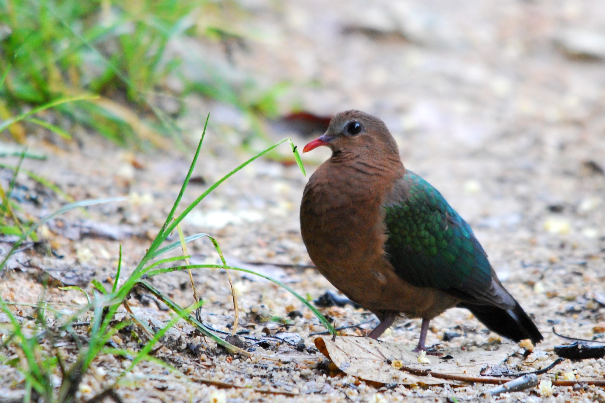 Penang-Emerald Dove