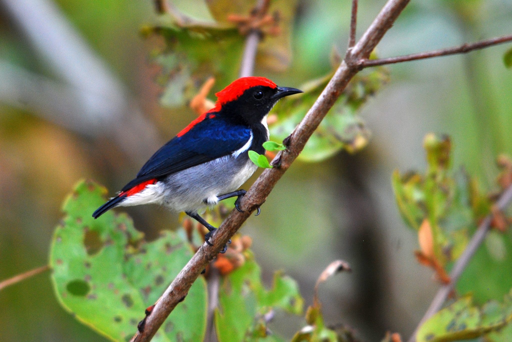 Penang-Scarlet-backed Flowerpecker