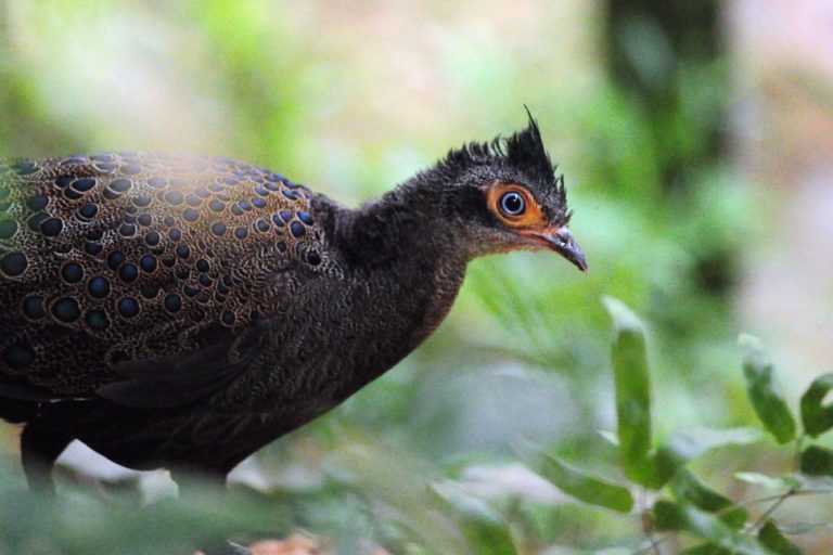 Home - Bird Malaysia Tour