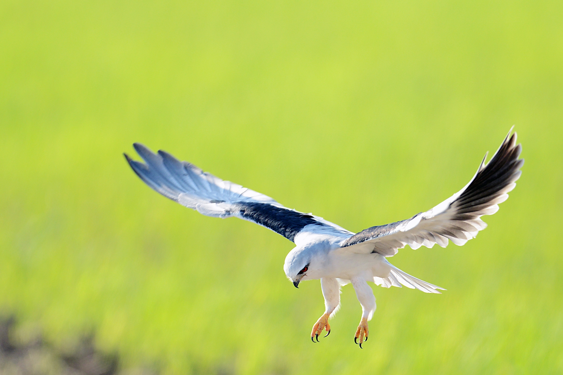 Home - Bird Malaysia Tour