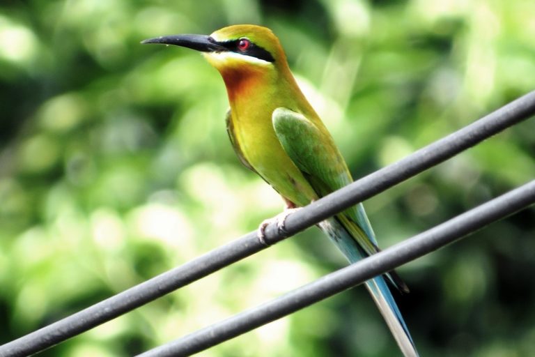 Kuala Selangor Birding (5)