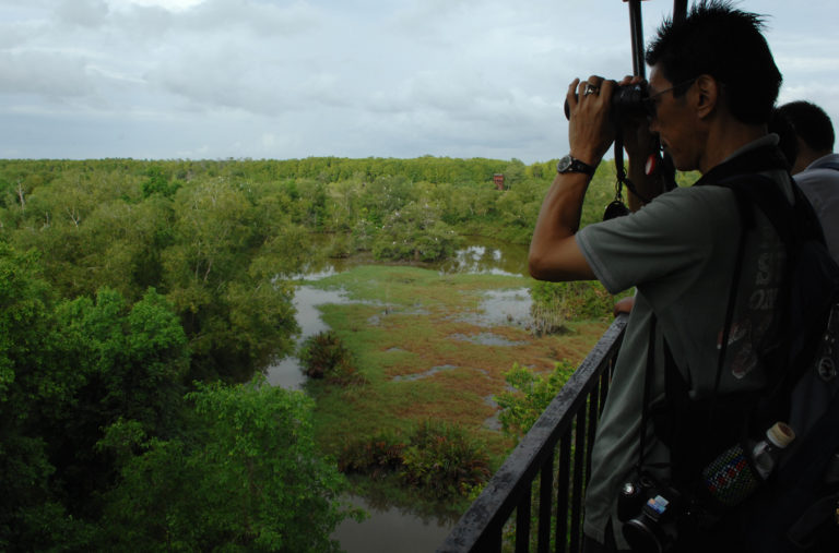 Kuala Selangor Birding (8)