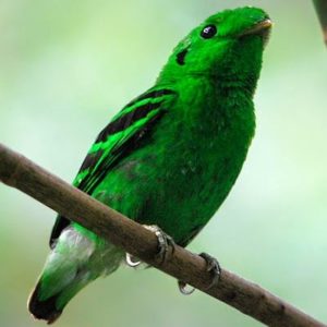 Read more about the article Penang Birdwatching