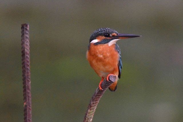 Common - Kingfisher