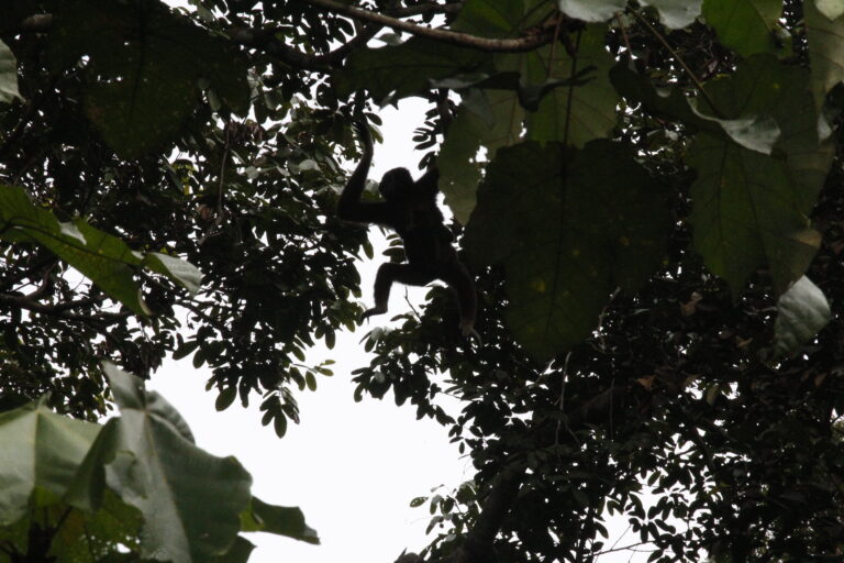gibboni-malaysia-primate-tour (4)