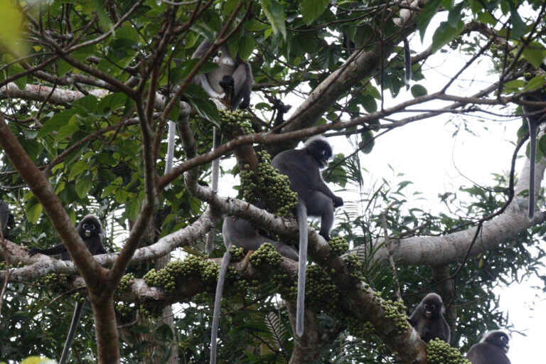langgur-malaysia-primate-tour