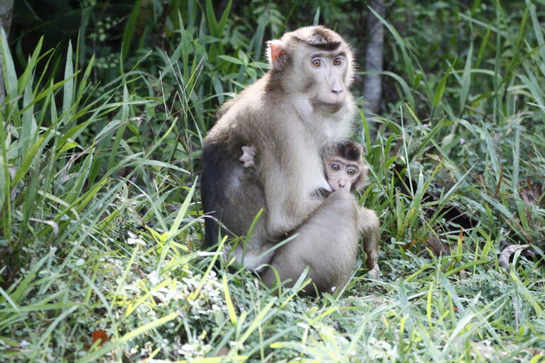 pig-tailed-malaysia-primate-tour