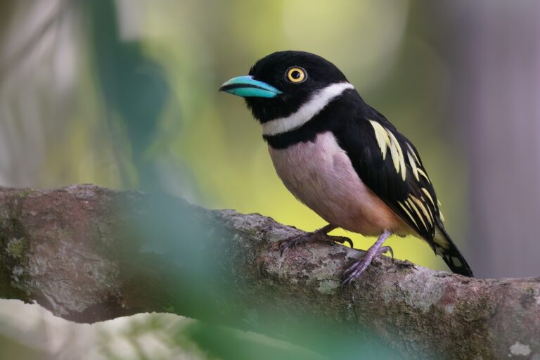 Black-and-Yellow Broadbill