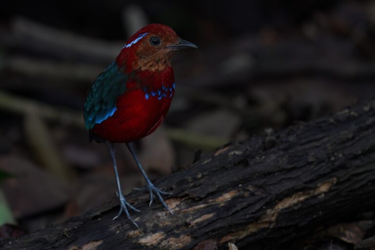 Blue-banded Pitta