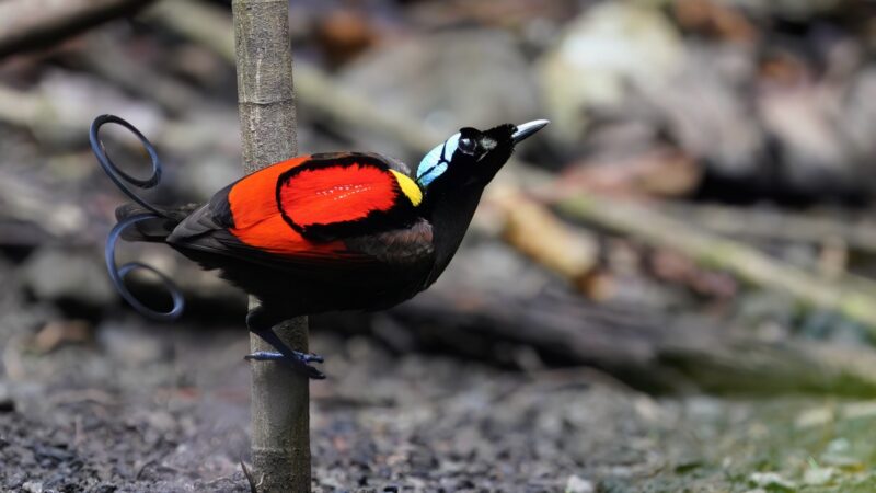 Wilson’s Bird-of-Paradise