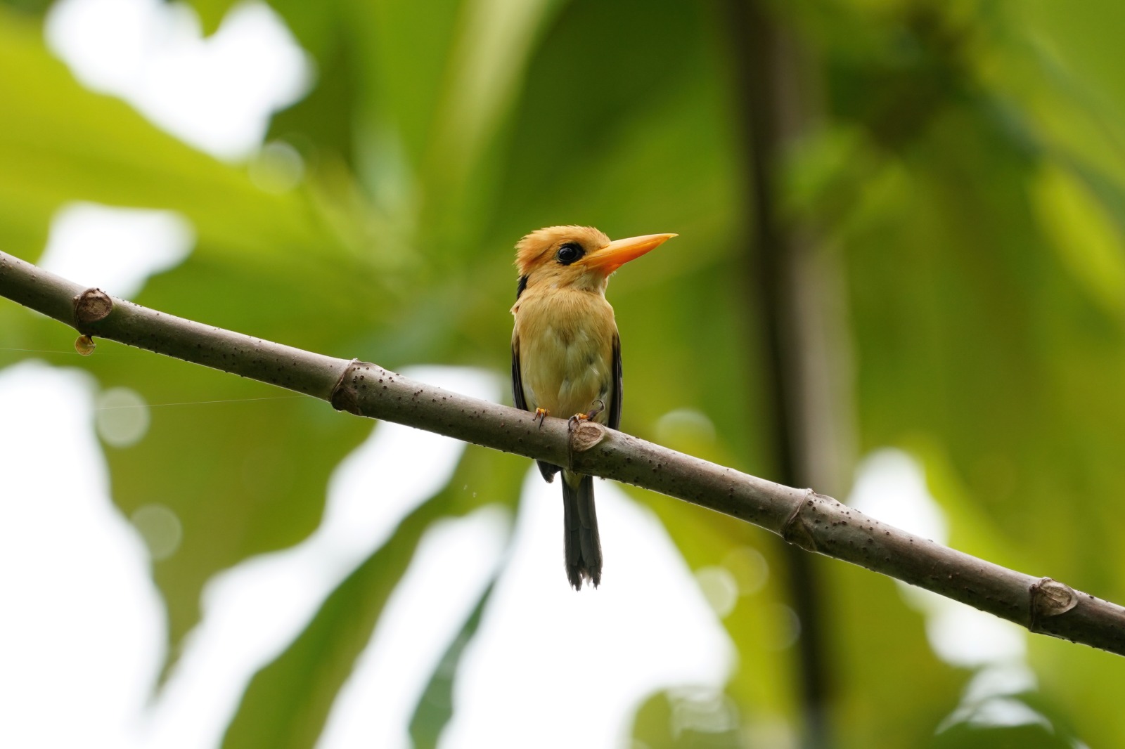 Read more about the article BIRDING PENINSULAR MALAYSIA 2025 — THE COMPLETE SPECIES LIST