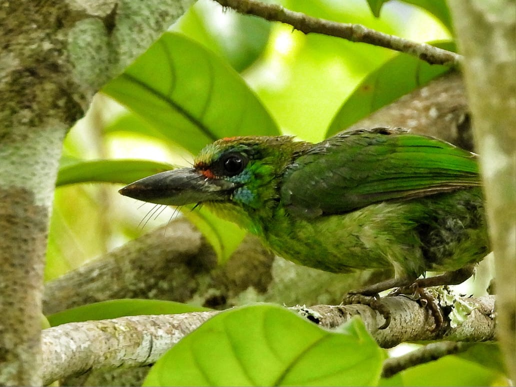 Red-throated Barbet