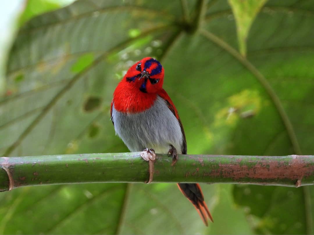 Temminck's sunbird