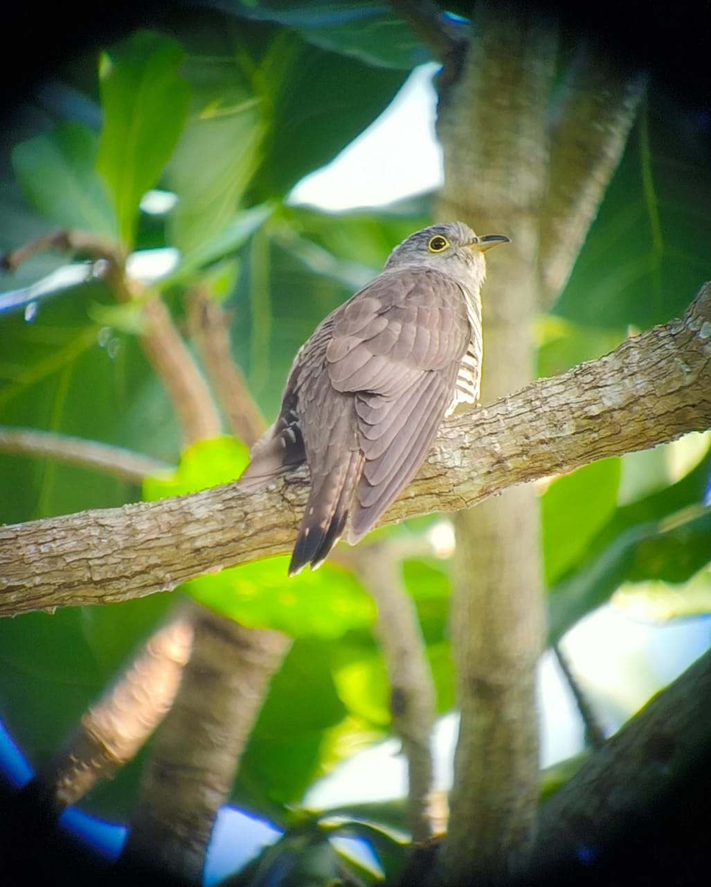 penang-Indian-cuckoo-2