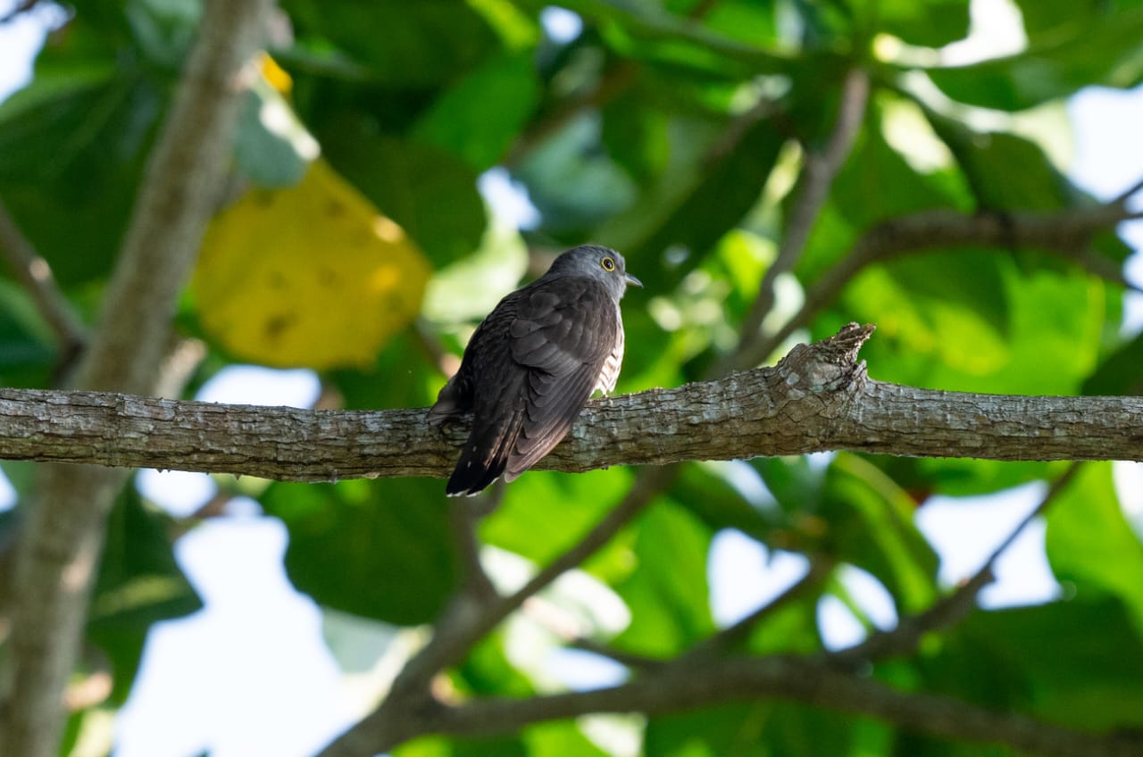 penang-Indian cuckoo