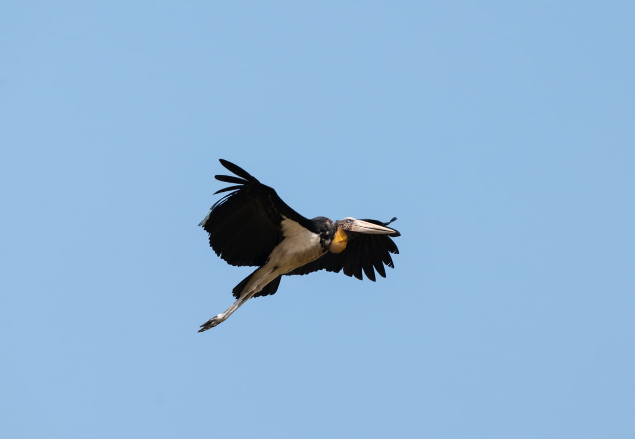 penang-Lesser-adjutant