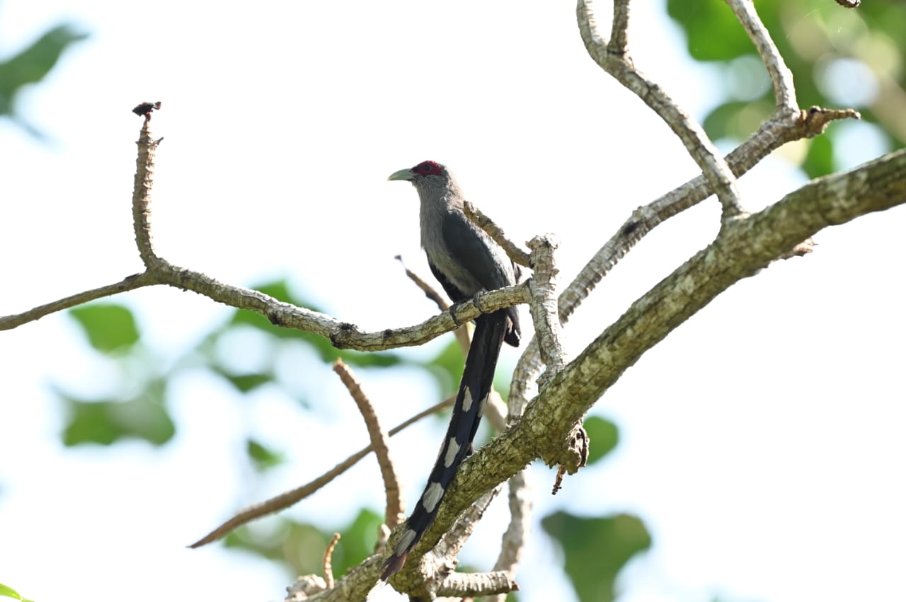 penang-green-billed malkoha