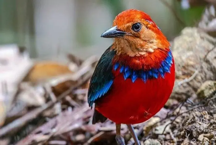 blue-banded-pita-bird-malaysia-tour