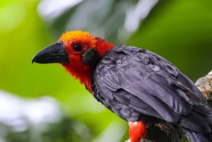 Read more about the article Tawau Hills Park Wildlife Safari