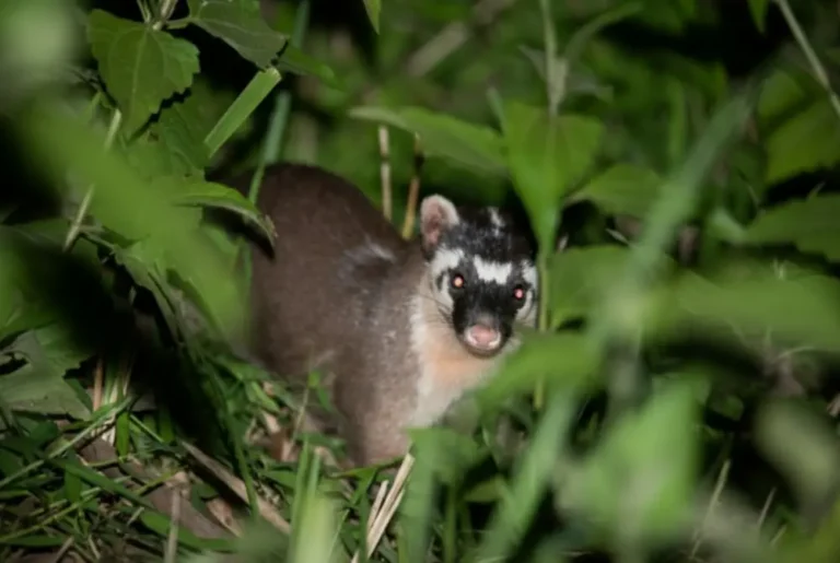 bornean-ferret-badger-nocturnal-wildlife-kinabalu-sayap