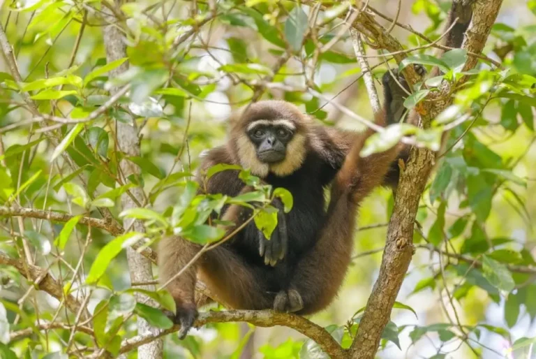 bornean-gibbon-malaysia-tour