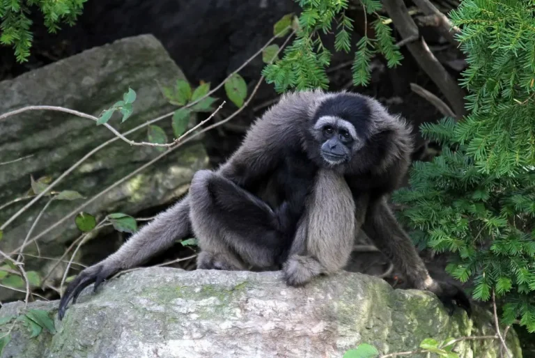 bornean-gibbon-wildlife-kinabalu-sayap-sabah-bird-malaysia-mamal-tour