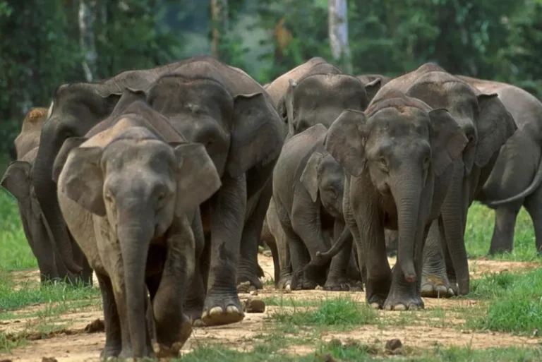 bornean-pygmy -elephant-gajah-kerdil-malaysia-tour
