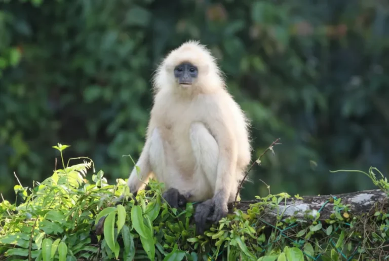 bornean-white-bearded gibbon-malaysia-tour