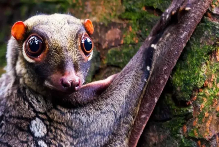 colugo-malaysia-tour