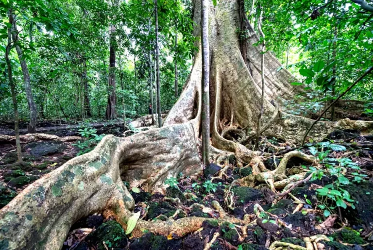 giant-ficus-kerkhovenii-buttress-roots-beluran-safari