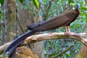 Read more about the article BIRDING PENINSULAR MALAYSIA 2025 BY JAAP WESTRA