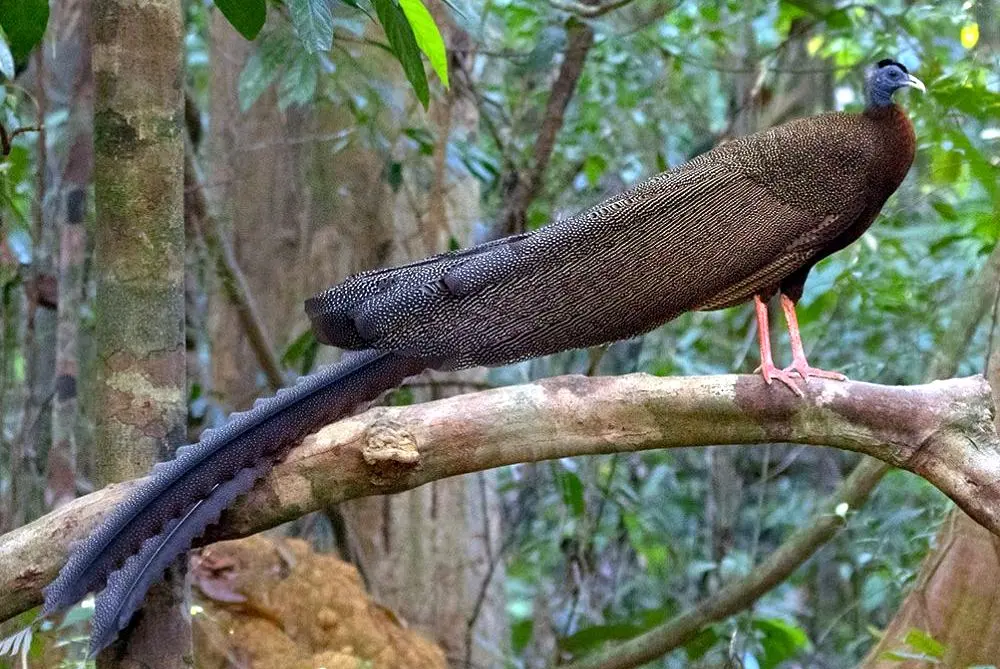 Read more about the article BIRDING PENINSULAR MALAYSIA 2025 BY JAAP WESTRA