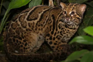 Read more about the article Sabah – Tawau Night Safari at Inikea