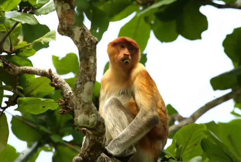 proboscis-monkey-river-cruise-beluran-safari-borneo