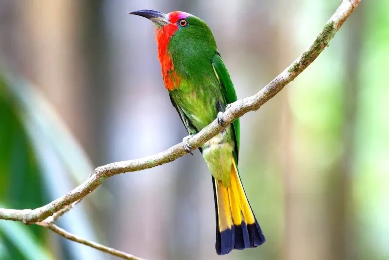 red-bearded-bee-eater-bird-malaysia-tour