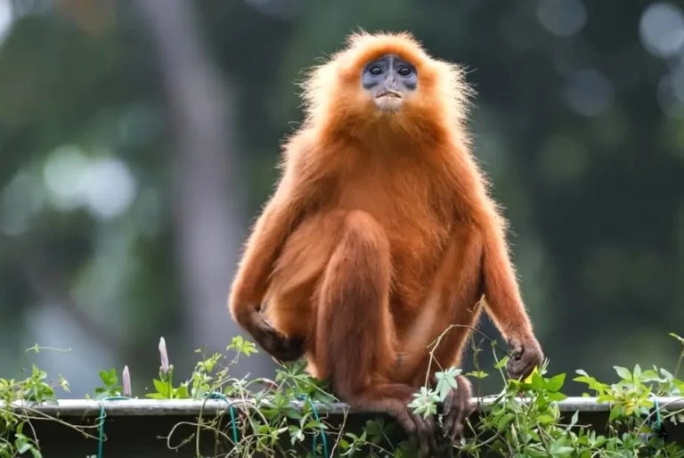 red-langur-maroon-leaf-monkey-malaysia-tour