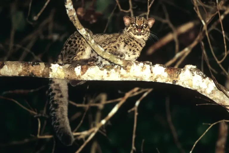 sunda-clouded-leopard-malaysia-tour-2