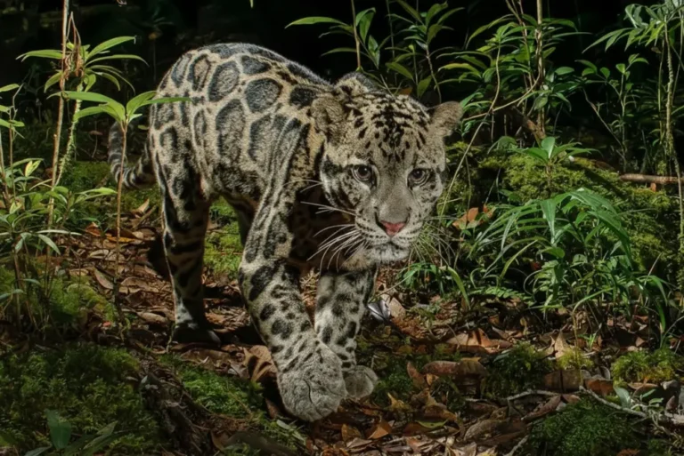 sunda-clouded-leopard-malaysia-tour
