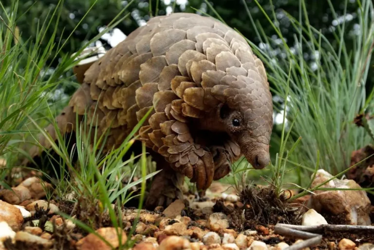 sunda-pangolin-nocturnal-wildlife-beluran-safari