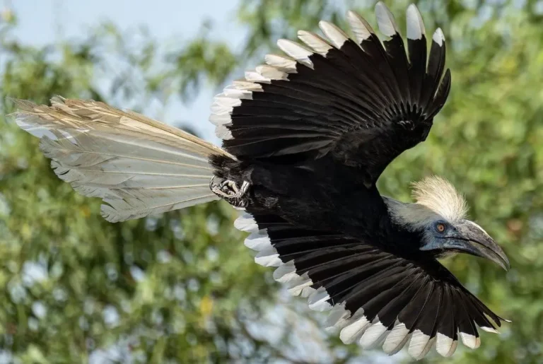 white-crowned-hornbill-bird-malaysia-tour
