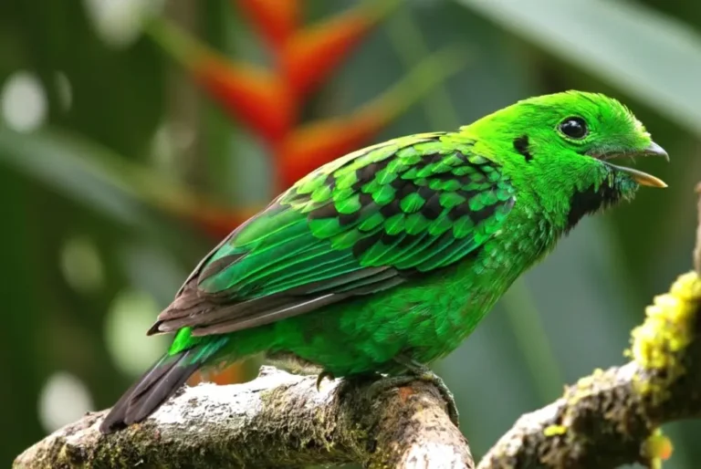 whitehead’s-broadbill-bird-malaysia-tour