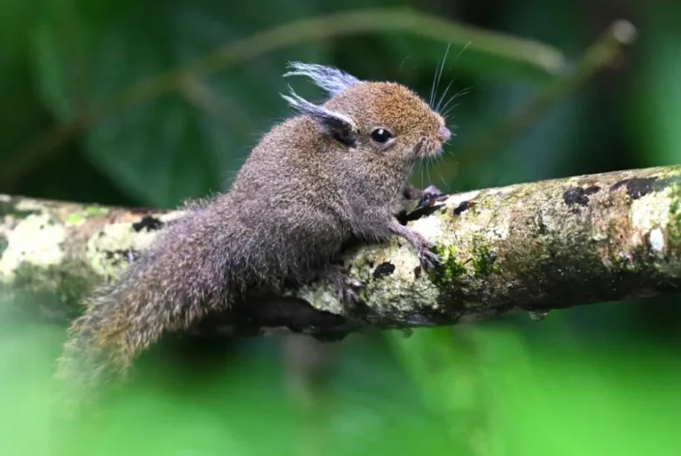 whiteheads-pygmy-squirrel-kinabalu-park-sayap-borneo-bird-malaysia-tour