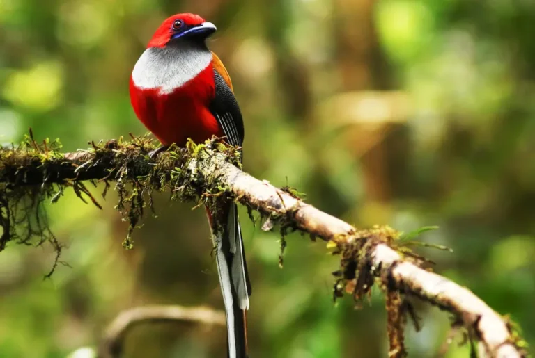 whitehead’s-trogonbird-malaysia-tour
