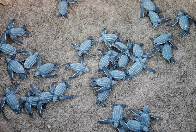 baby-turtle-hatchling-release-sandakan