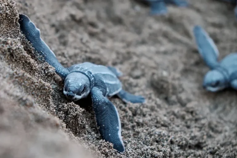 baby-turtle-release-selingan-island