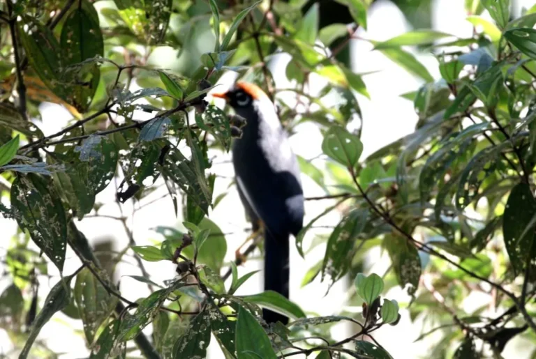 black-and-crimson-oriole-oriolus-cruentus-bird-malaysia