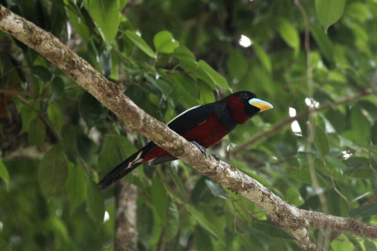 black-and-yellow-broadbill-eurylaimus-ochromalus-bird-malaysia (2)